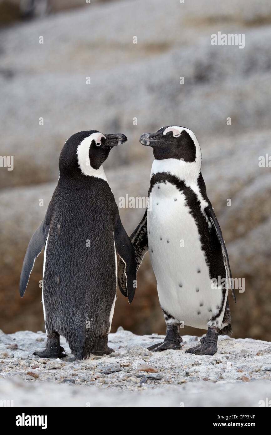 Due pinguini africani (Spheniscus demersus) coppia, Simon's Town, Sud Africa e Africa Foto Stock
