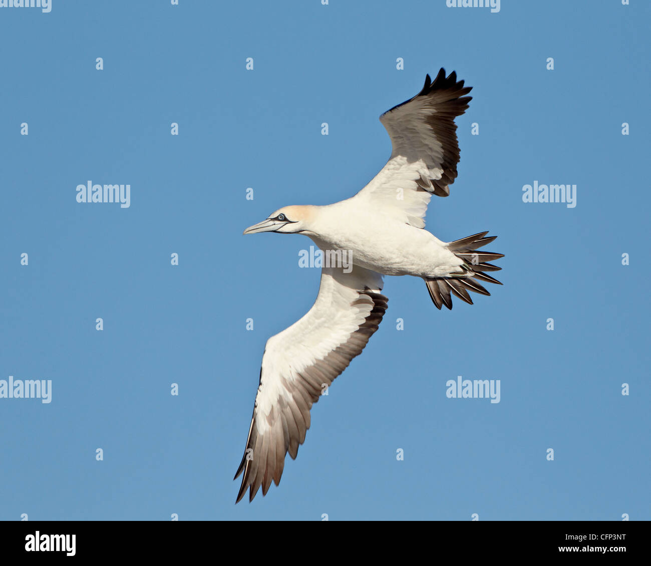 Cape gannet (Morus capensis) in volo, Bird Island, Lambert's Bay, Sud Africa e Africa Foto Stock