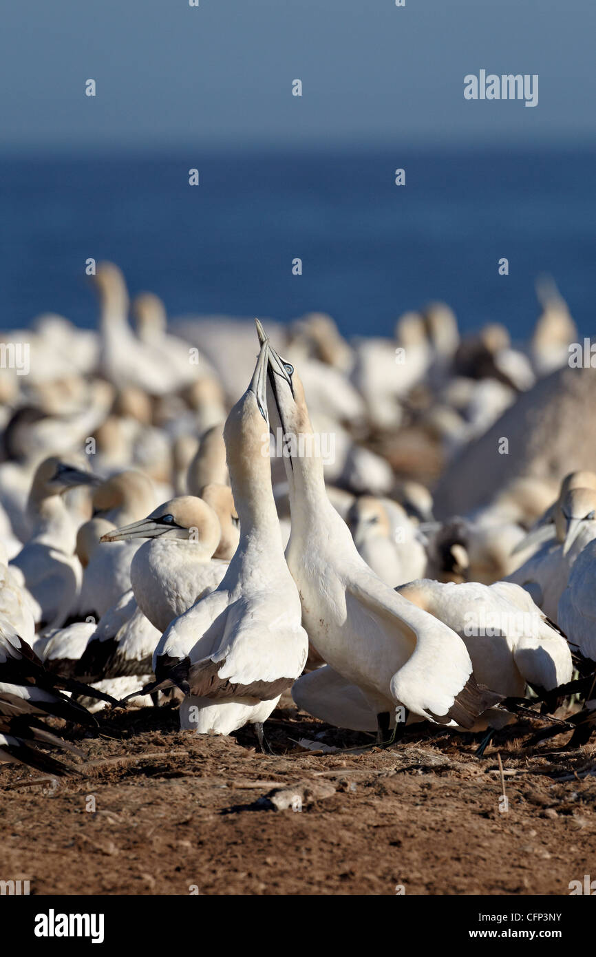 Due Cape sule (Morus capensis) necking, Bird Island, Lambert's Bay, Sud Africa e Africa Foto Stock