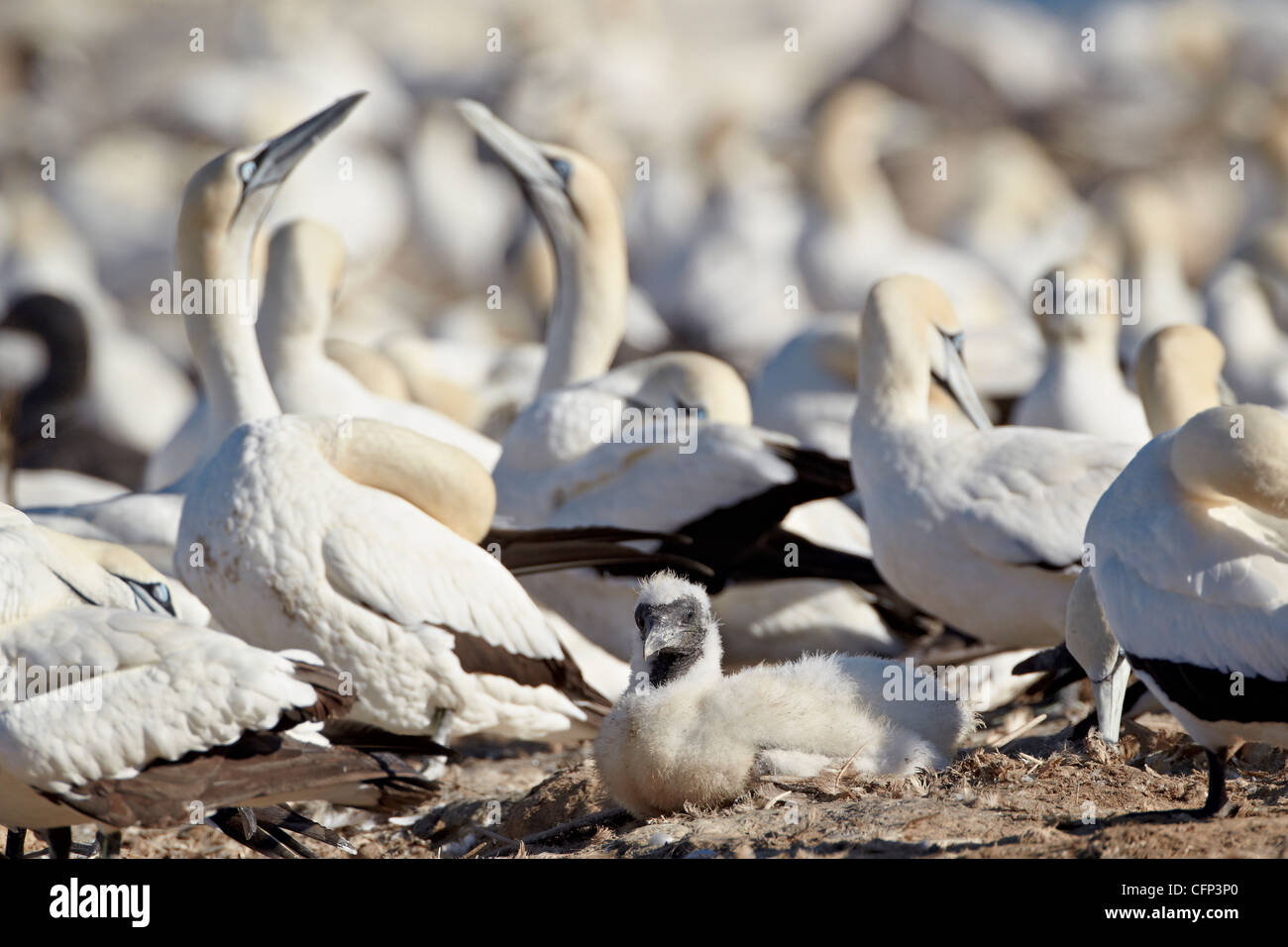 Cape gannet (Morus capensis) pulcino, Bird Island, Lambert's Bay, Sud Africa e Africa Foto Stock