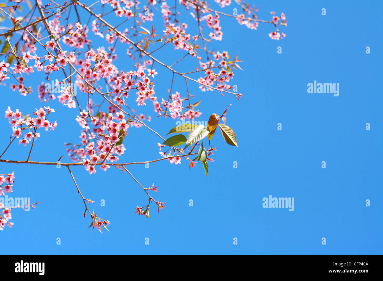 ramo di sakura Foto Stock
