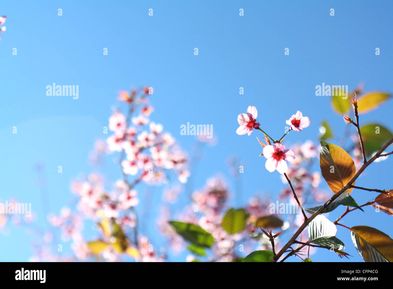 ramo di sakura Foto Stock