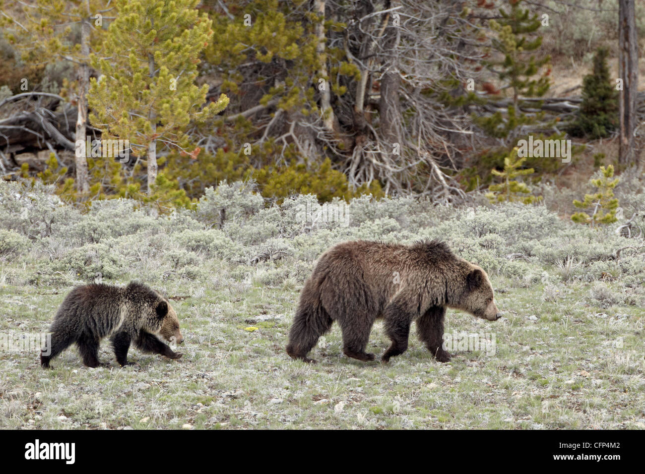 Orso grizzly (Ursus arctos horribilis) seminare, Wyoming negli Stati Uniti d'America, America del Nord Foto Stock