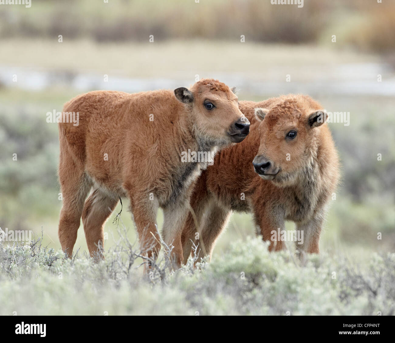 Due (Bison bison bison) vitelli, Wyoming negli Stati Uniti d'America, America del Nord Foto Stock