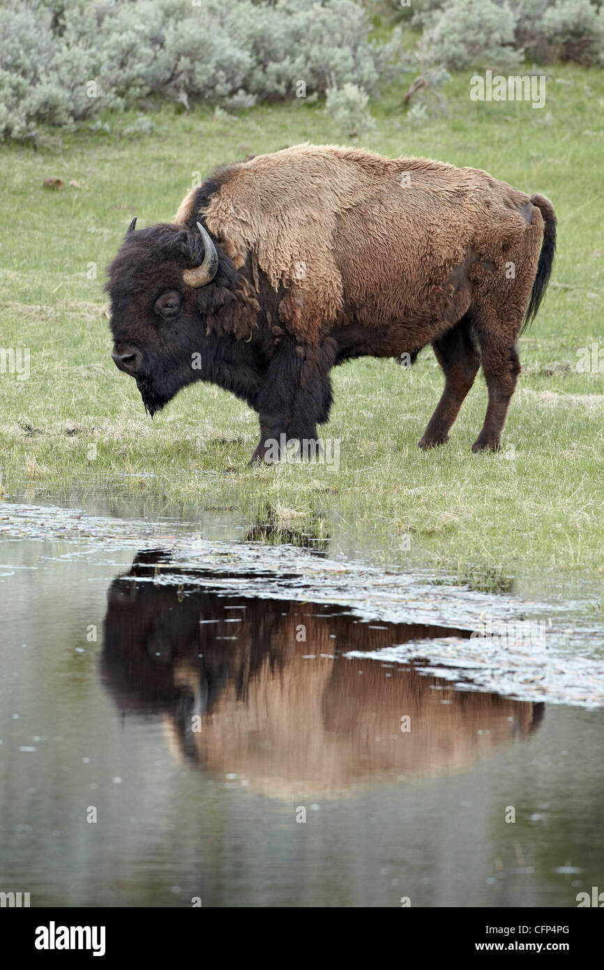 (Bison bison bison), Wyoming negli Stati Uniti d'America, America del Nord Foto Stock