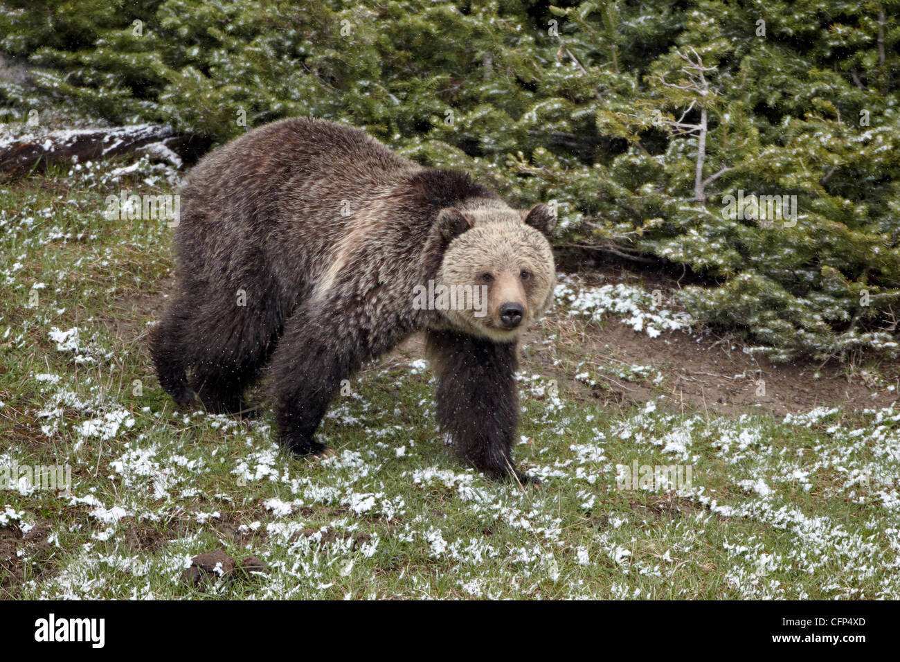 Orso grizzly (Ursus arctos horribilis), Wyoming negli Stati Uniti d'America, America del Nord Foto Stock