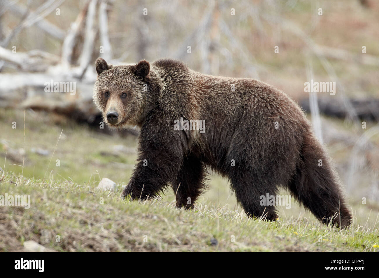 Orso grizzly (Ursus arctos horribilis), Wyoming negli Stati Uniti d'America, America del Nord Foto Stock