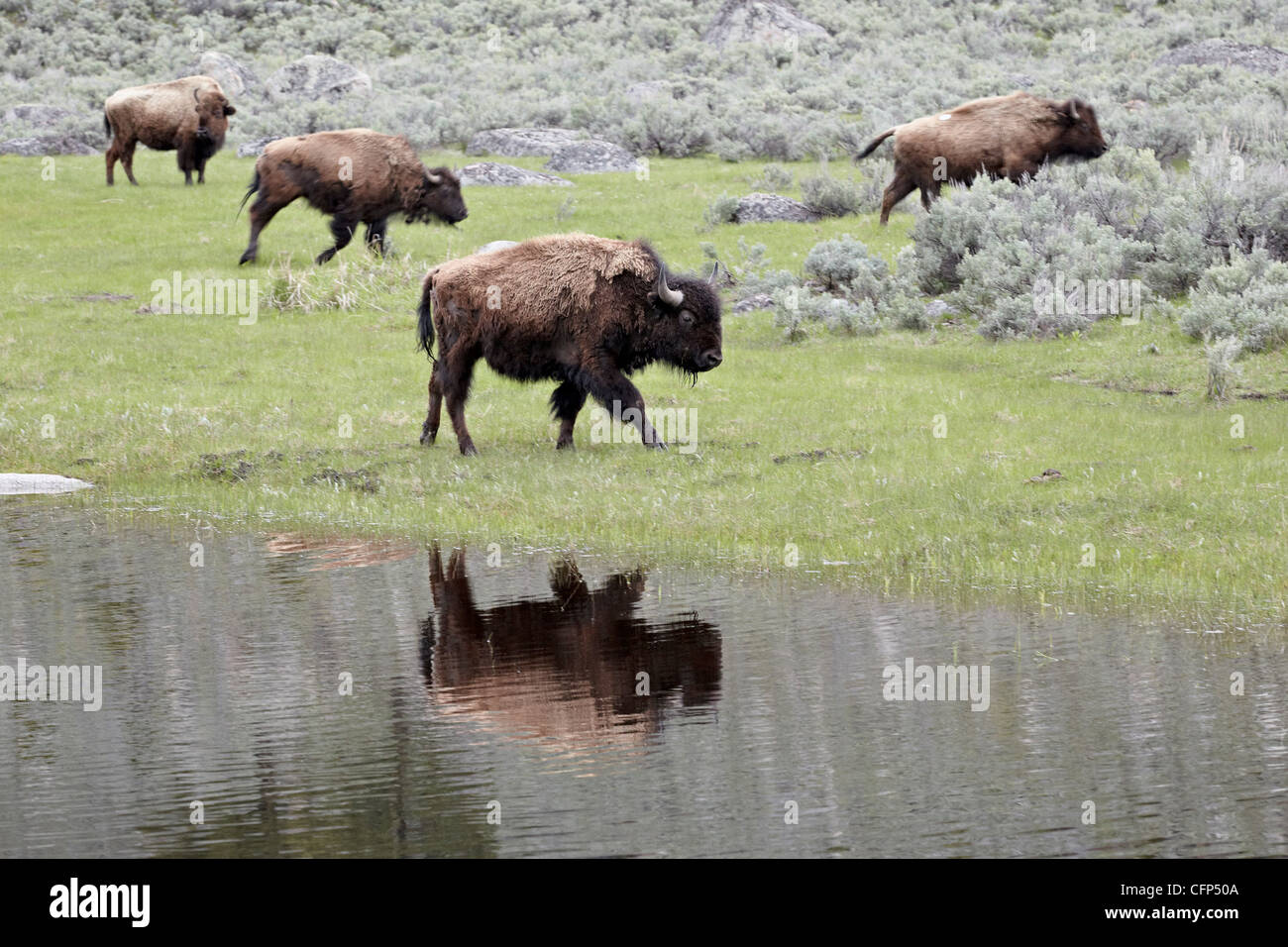 (Bison bison bison), Wyoming negli Stati Uniti d'America, America del Nord Foto Stock