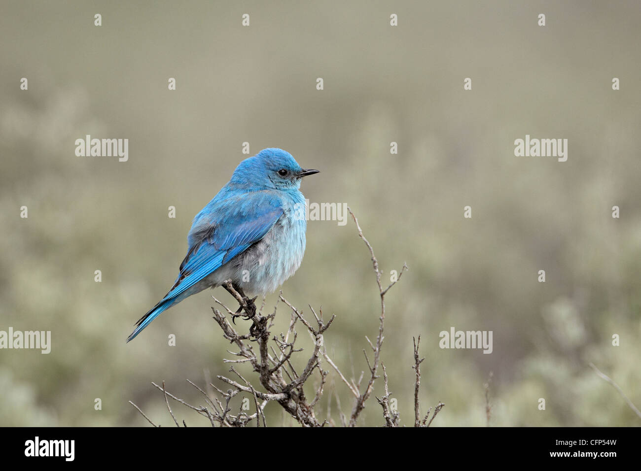 Maschio bluebird di montagna (Sialia currucoides), Wyoming negli Stati Uniti d'America, America del Nord Foto Stock