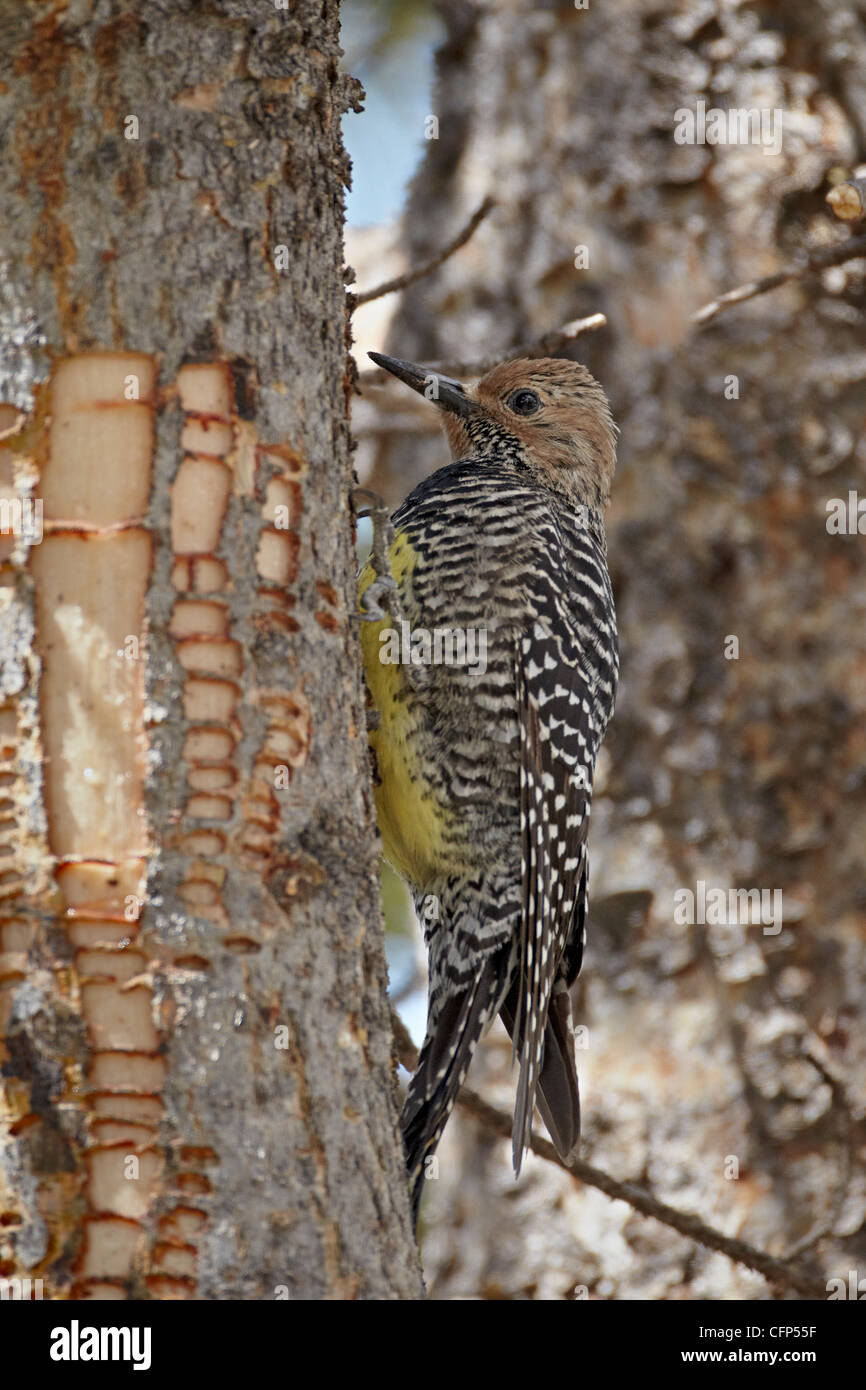 Femmina di Williamson sapsucker (Sphyrapicus thyroideus), Wyoming negli Stati Uniti d'America, America del Nord Foto Stock