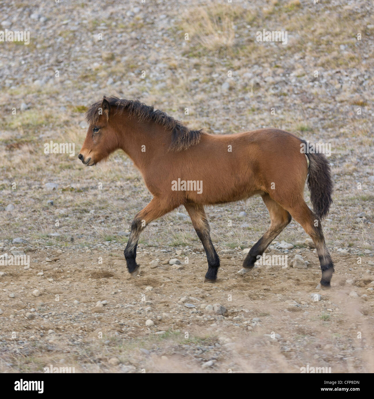 Giovane puledro, Cavallo round up, Skagafjordur, Islanda Foto Stock