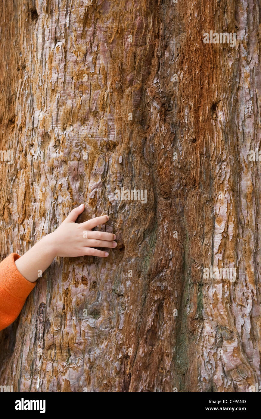 Ragazza toccando di corteccia di albero, tagliata, il frame completo Foto Stock