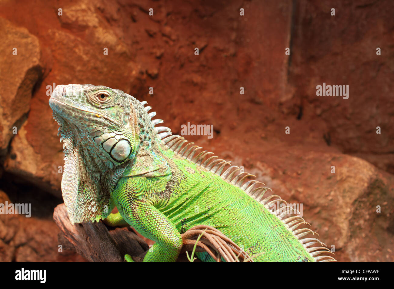 Verde (iguana Iguana iguana) Foto Stock