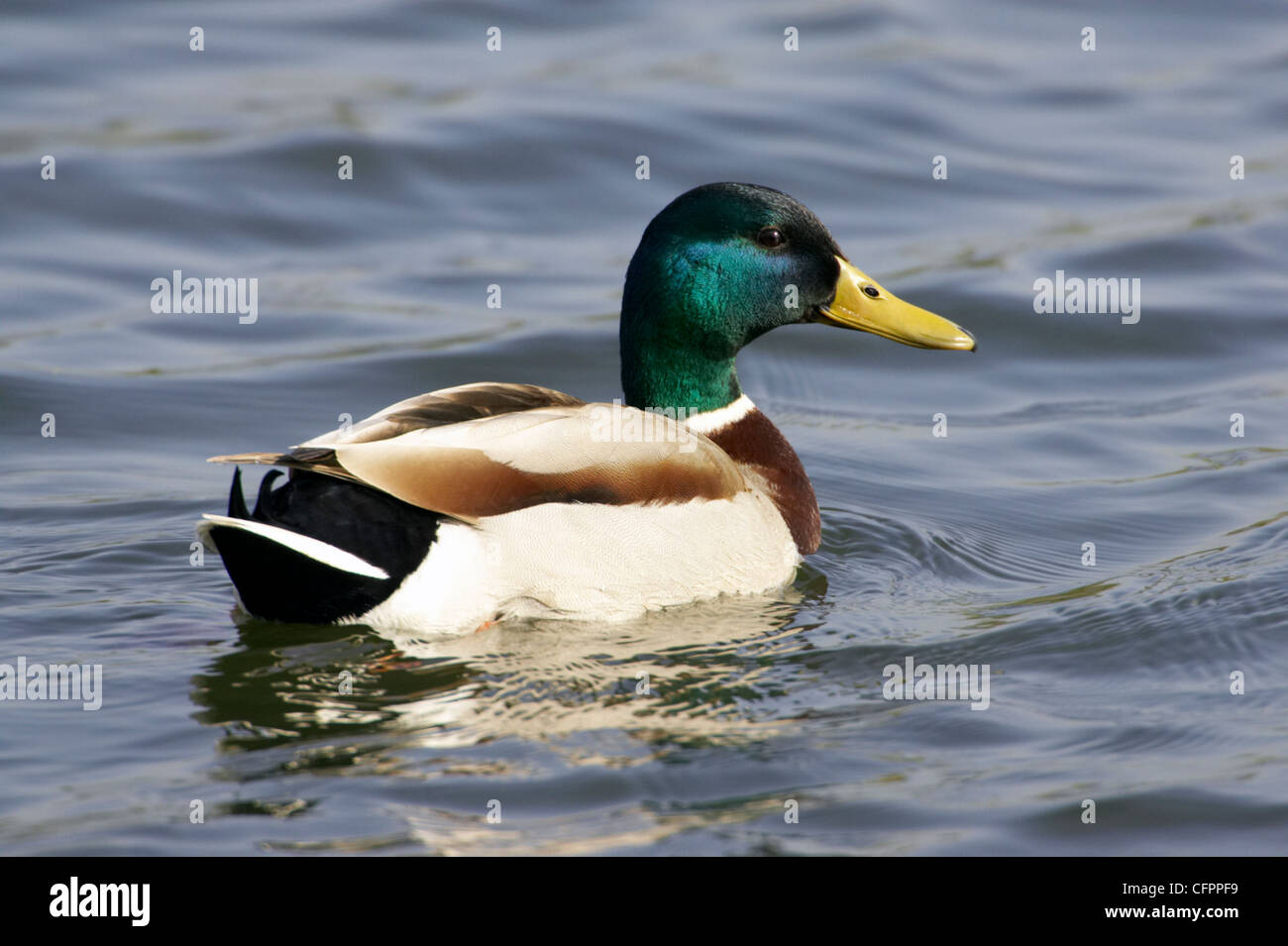 Maschio di Mallard duck, Anas platyrhynchos. Berkshire, Regno Unito. Foto Stock