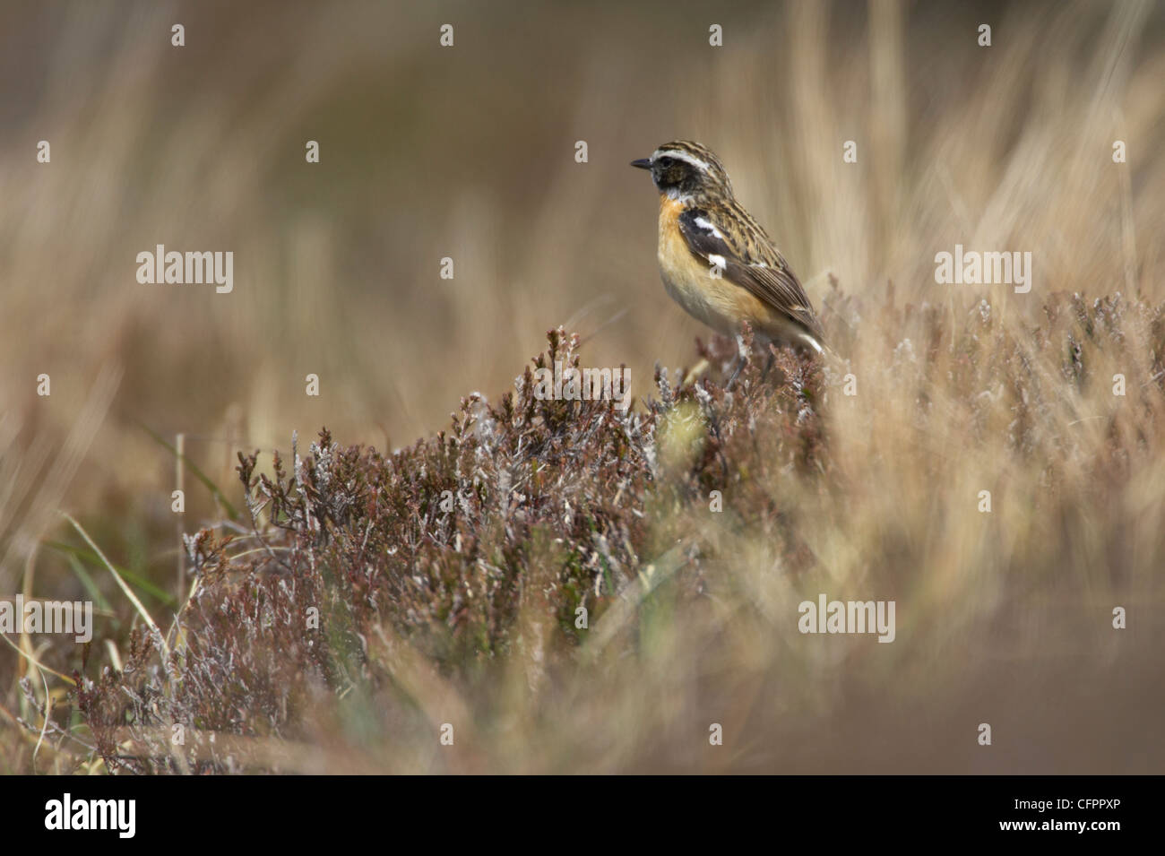 , Whinchat Saxicola rubetra. Achnaha, a Ardnamurchan, REGNO UNITO Foto Stock