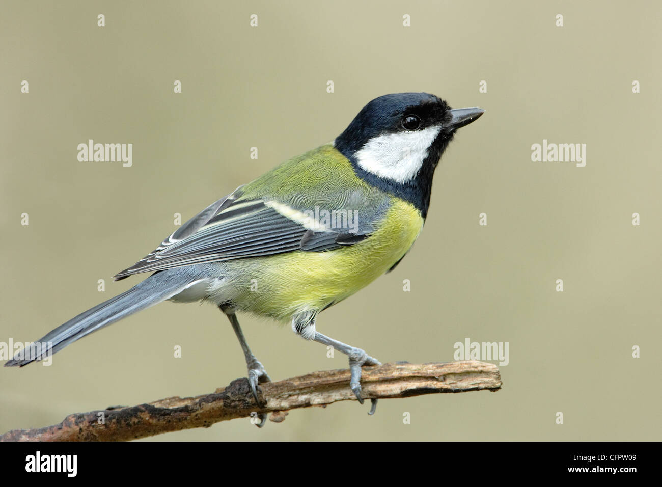 Un grande Tit (Parus major) appollaiato su un ramo di albero Foto Stock
