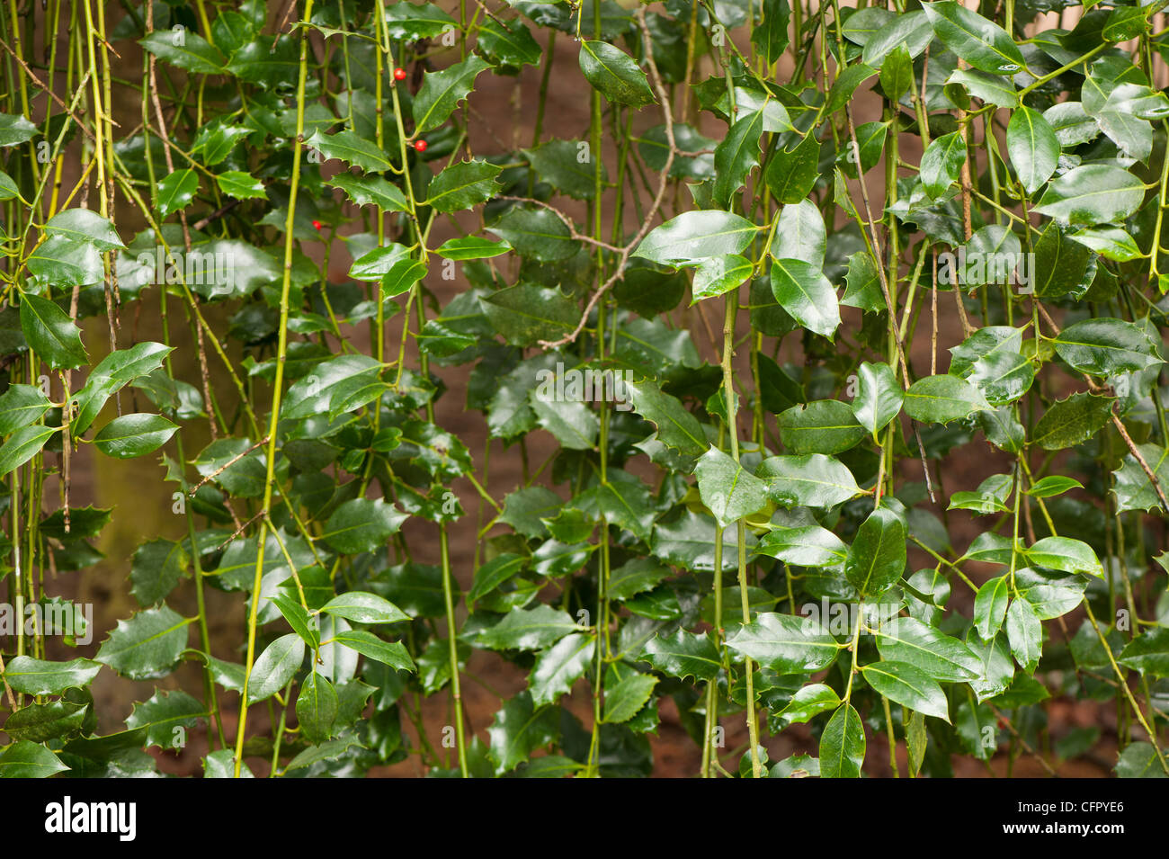 Ilex aquifolium 'pendula", comune pianto Holly Foto Stock