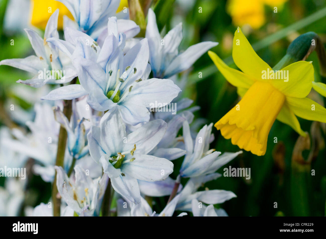 Star Giacinto scilla mischtschenkoana con un Daffodil in primavera Foto Stock