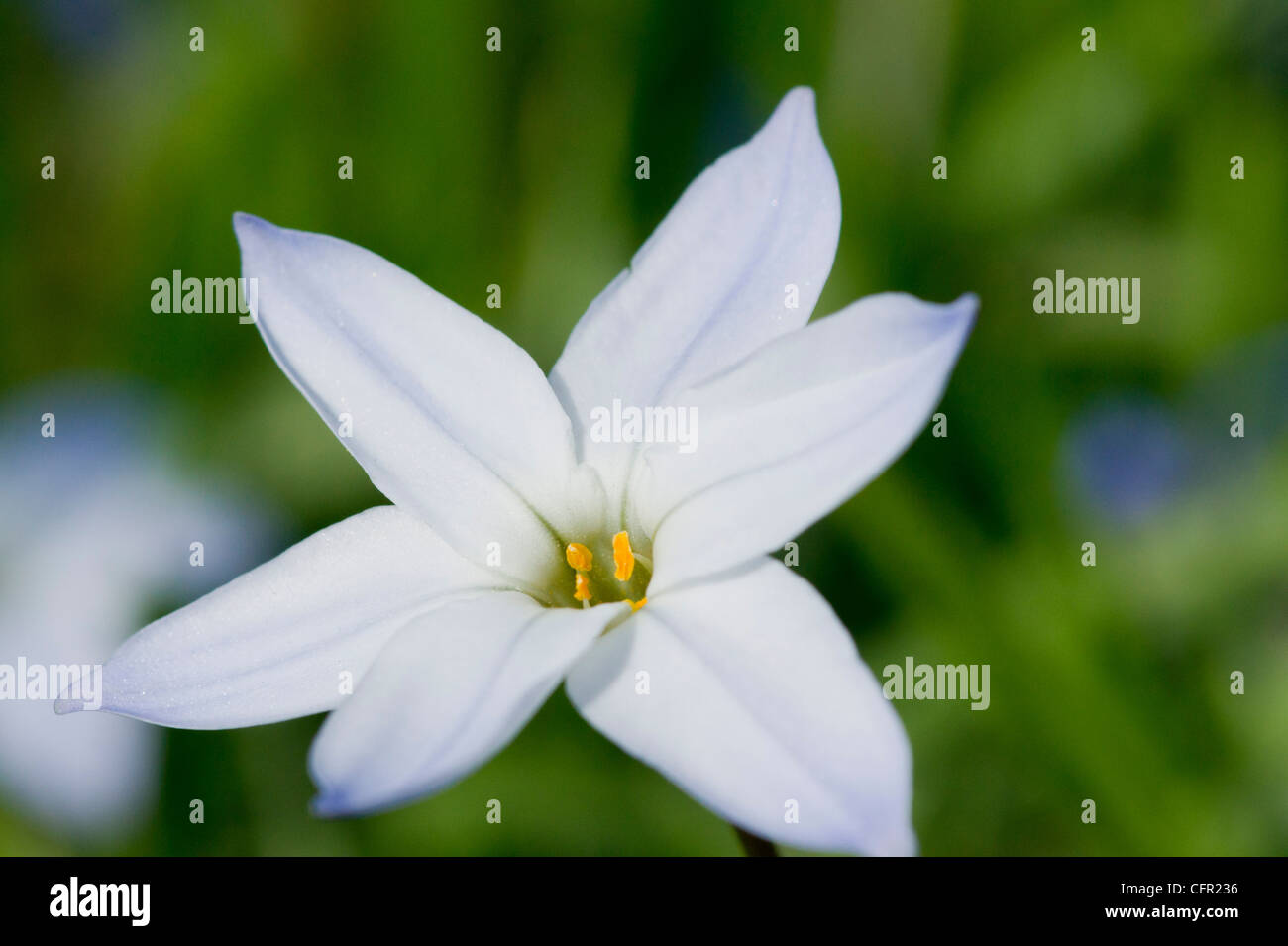 Ipheion uniflorum Foto Stock