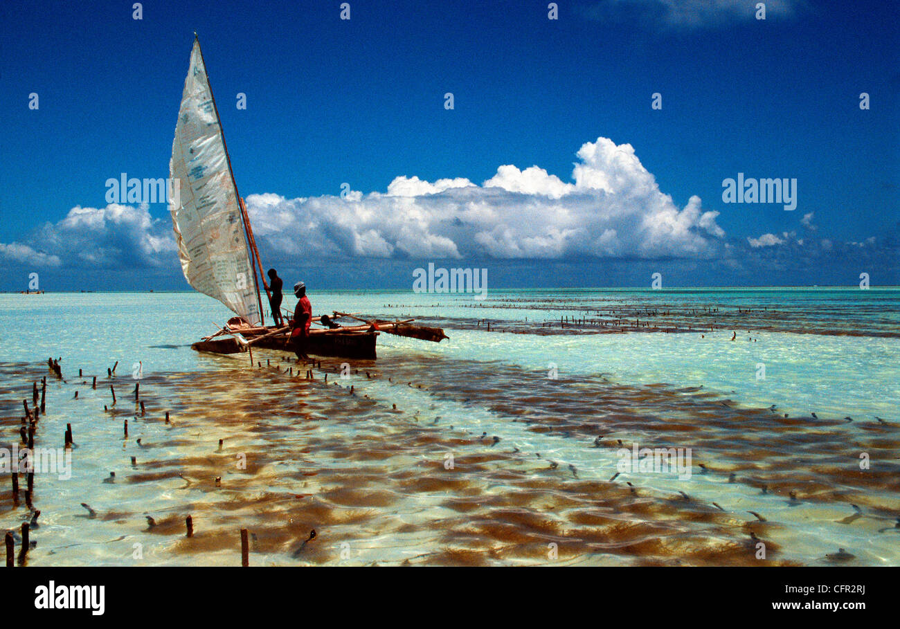 Paje. Zanzibar. Foto Stock