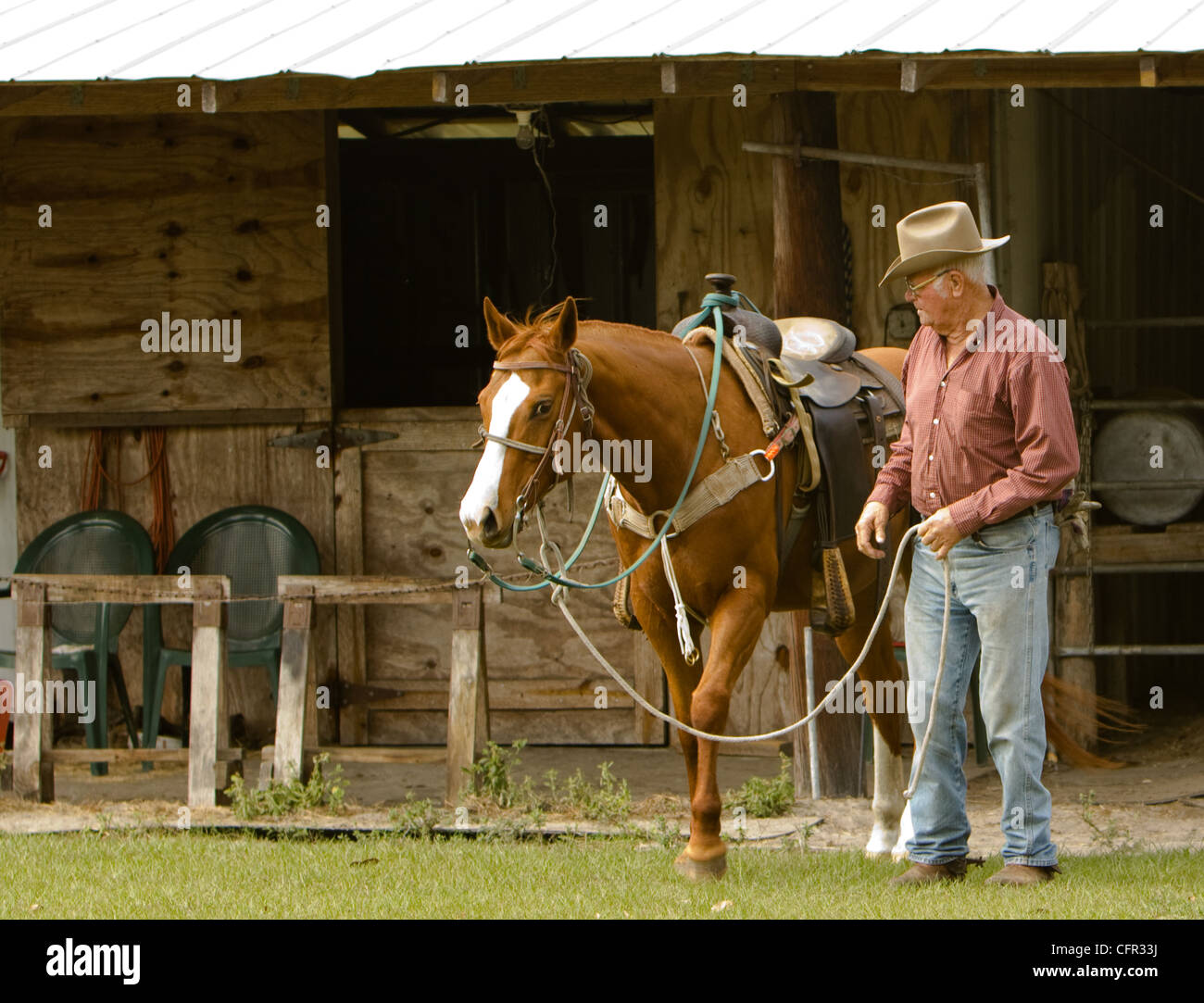 Un cowboy che conduce il suo cavallo fuori della stalla. Foto Stock
