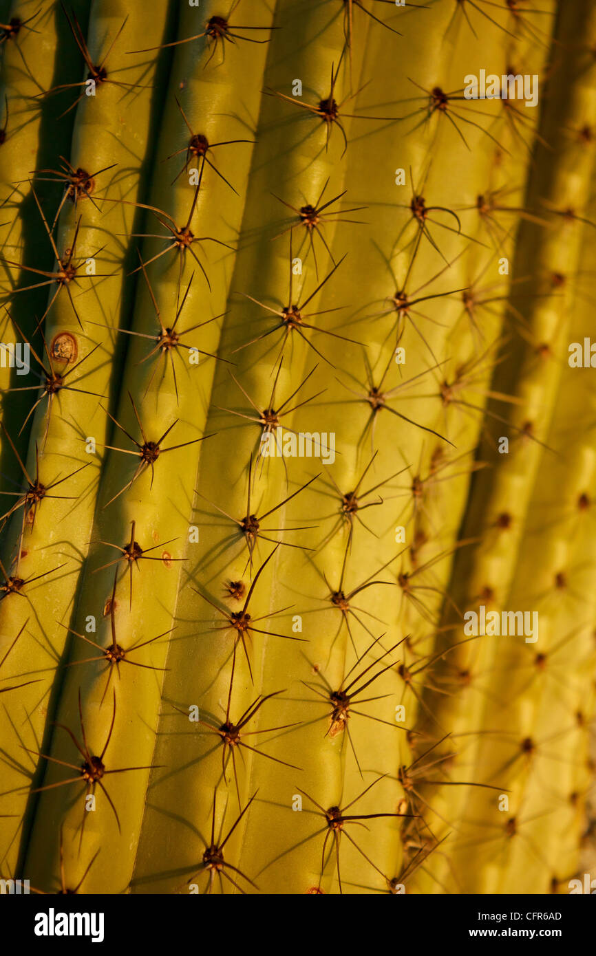 Close-up dettaglio di cactus Foto Stock