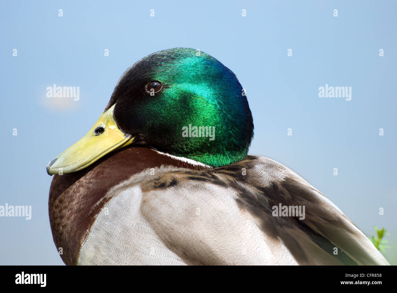 Immagine ravvicinata di un maschio di Mallard duck, prese a Bristol, Regno Unito Foto Stock