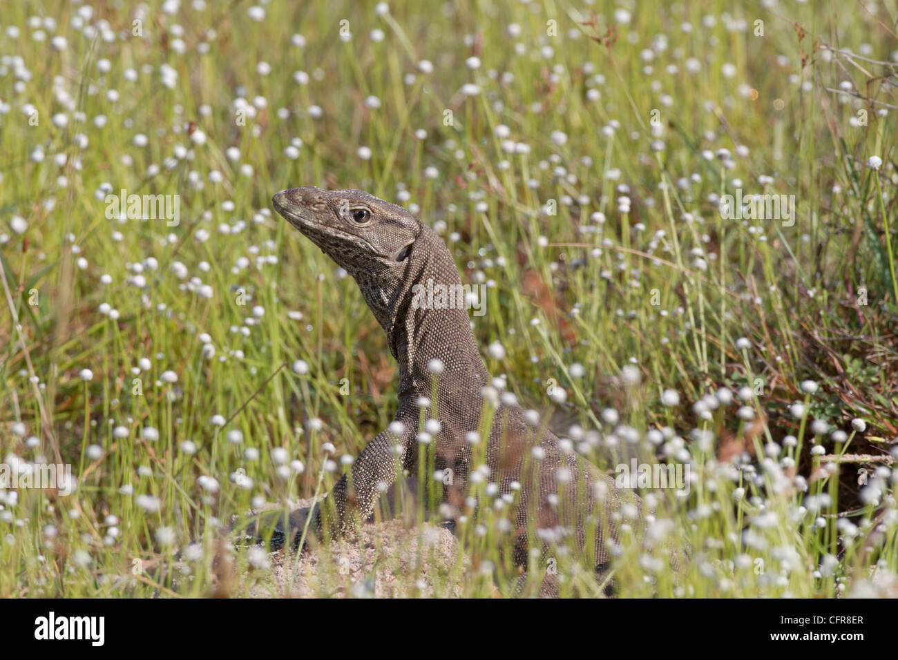 Terra monitor lizard Varanus bengalensis si riscalderà in sole di mattina nascosto in kokmottai (sale erba) a Wilpattu, Sri Lanka Foto Stock