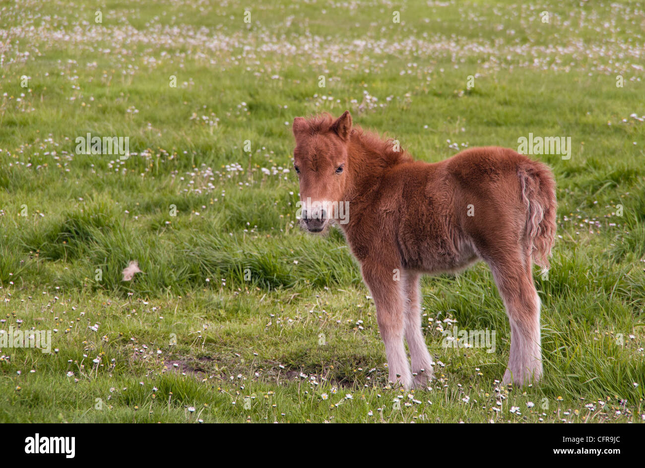 Giovani pony Shetland puledro in piedi da solo in un campo. Le Isole Shetland Scozia, Regno Unito, Gran Bretagna. Foto Stock