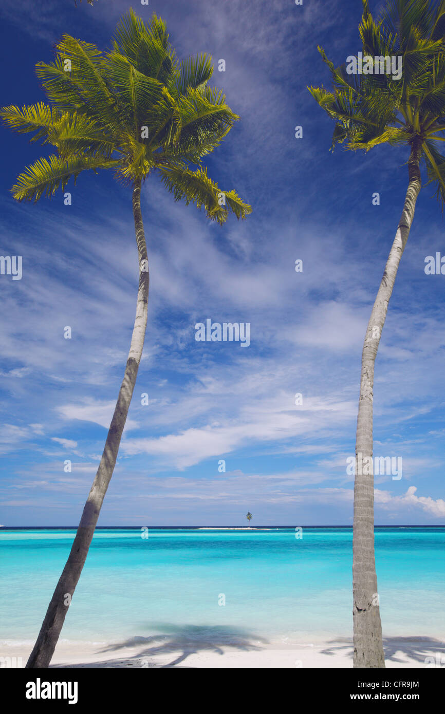Palme sulla spiaggia tropicale, Maldive, Oceano Indiano, Asia Foto Stock