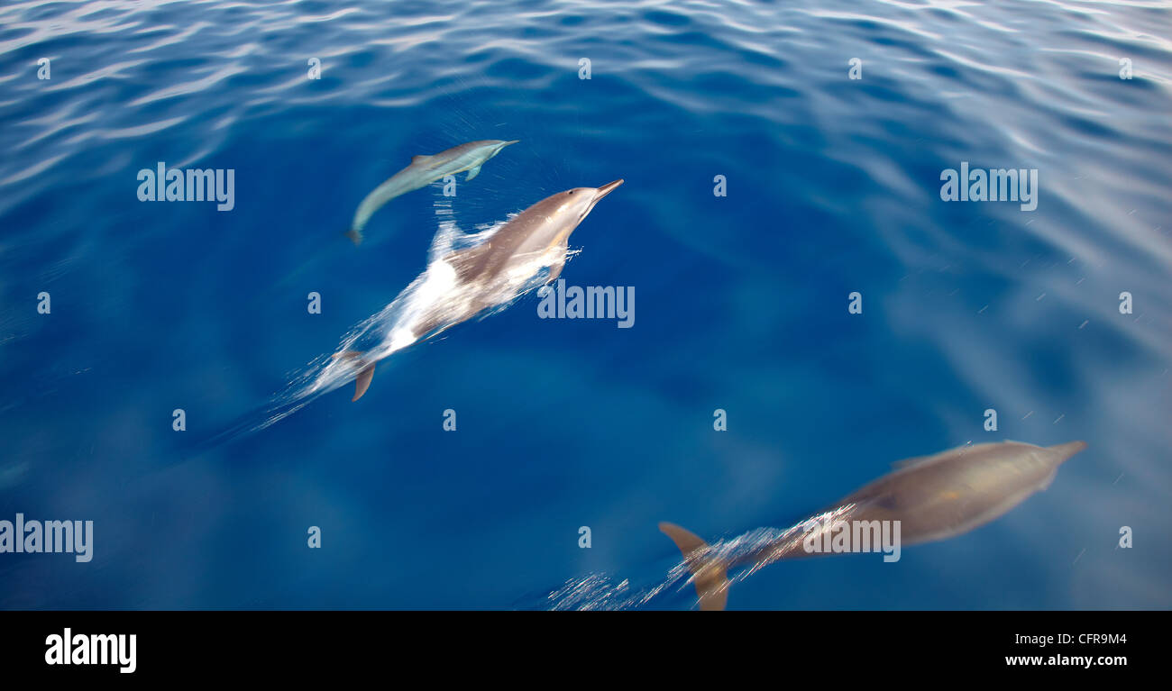 I Delfini, Maldive, Oceano Indiano, Asia Foto Stock