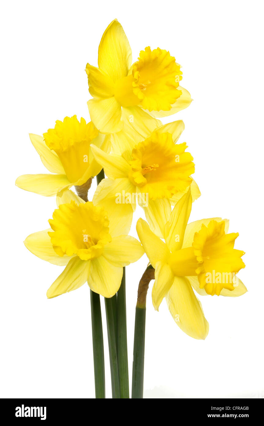 Gruppo di giallo dorato daffodil fiori isolati contro white Foto Stock