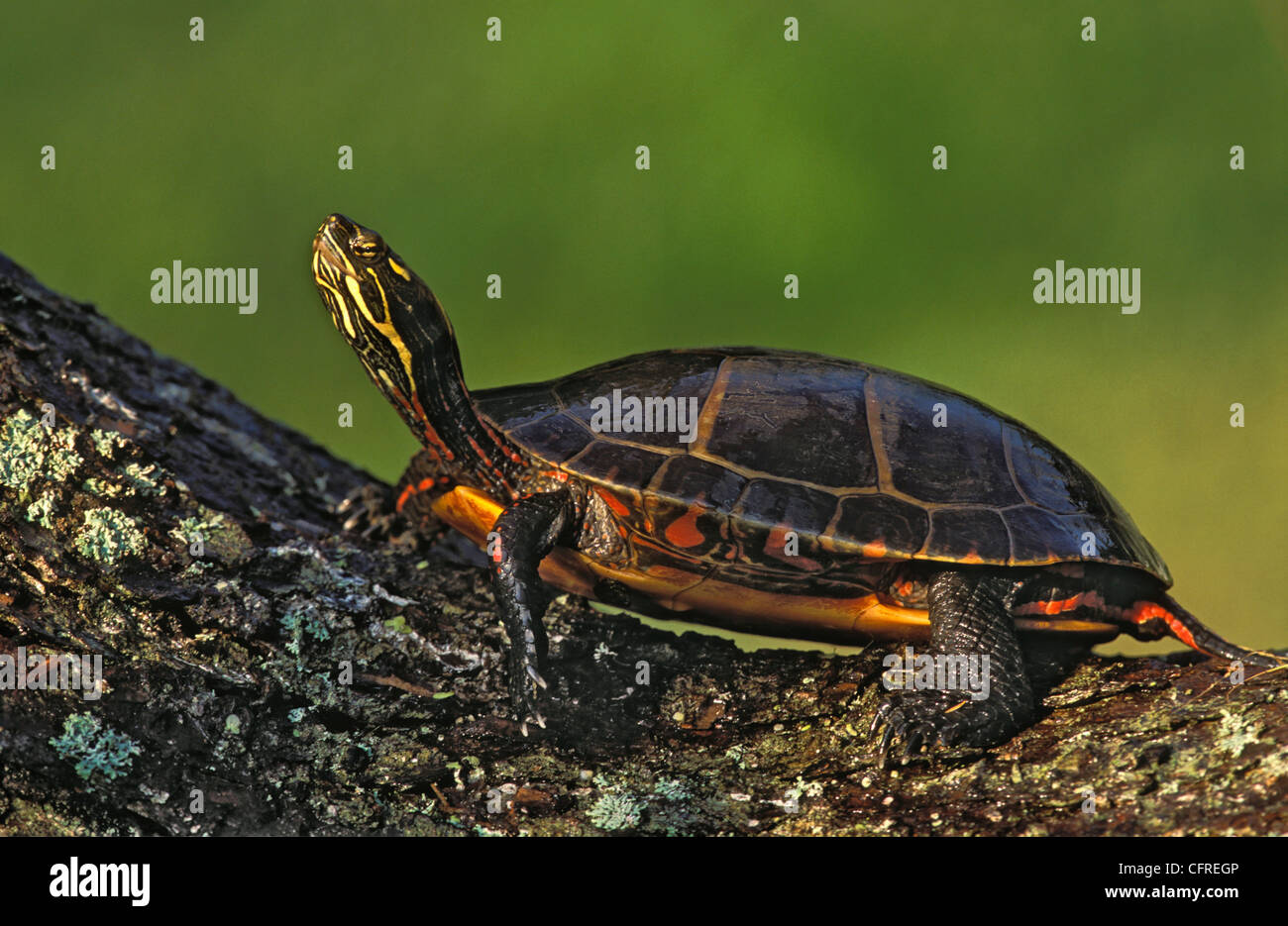Dipinto orientale tartaruga (p. Chrysemys picta), Nova Scotia Foto Stock