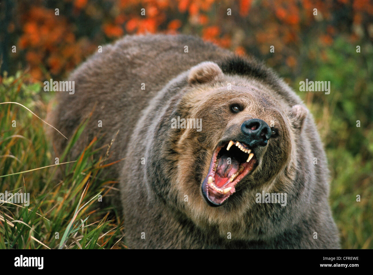 Orso grizzly (Ursus arctos) in minaccia la postura, montagne rocciose Foto Stock