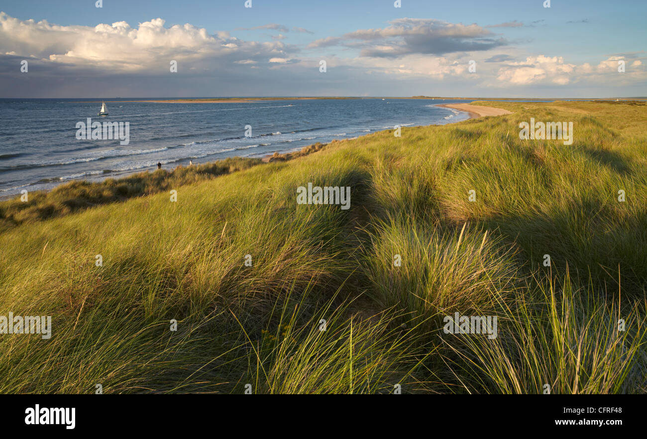 La vista verso la testa Scolt , Isola Norfolk, Inghilterra, Regno Unito, Europa Foto Stock