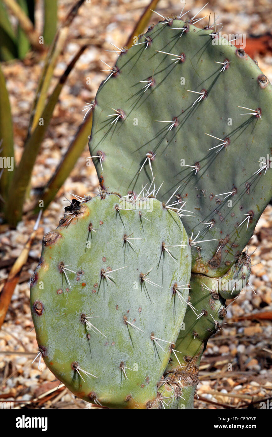 Una racchetta cactus del genere Opuntia. Lo zoo di Turtleback, di West Orange, nel New Jersey. Foto Stock