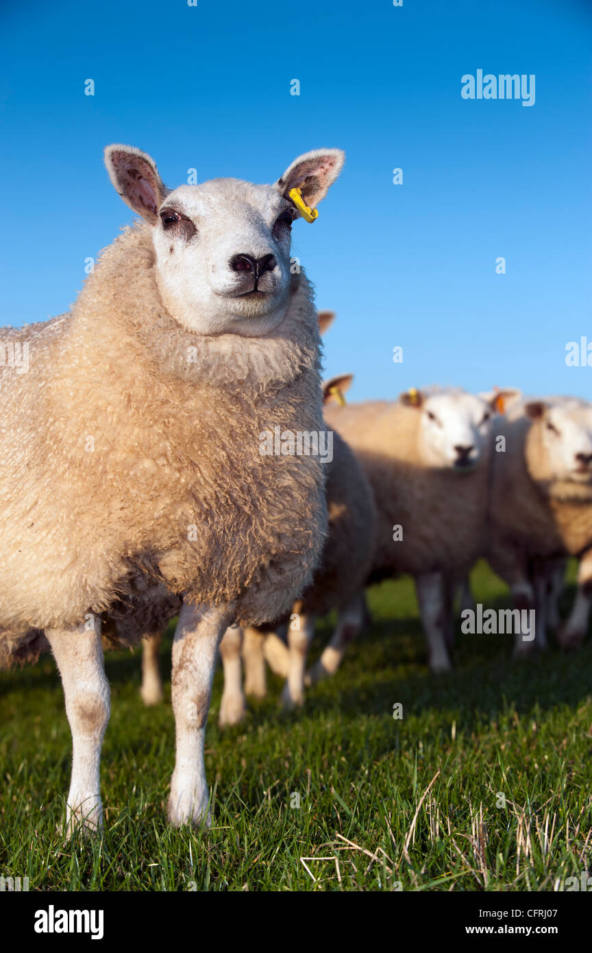 Beltex incroci grassi agnelli in pascolo. Foto Stock