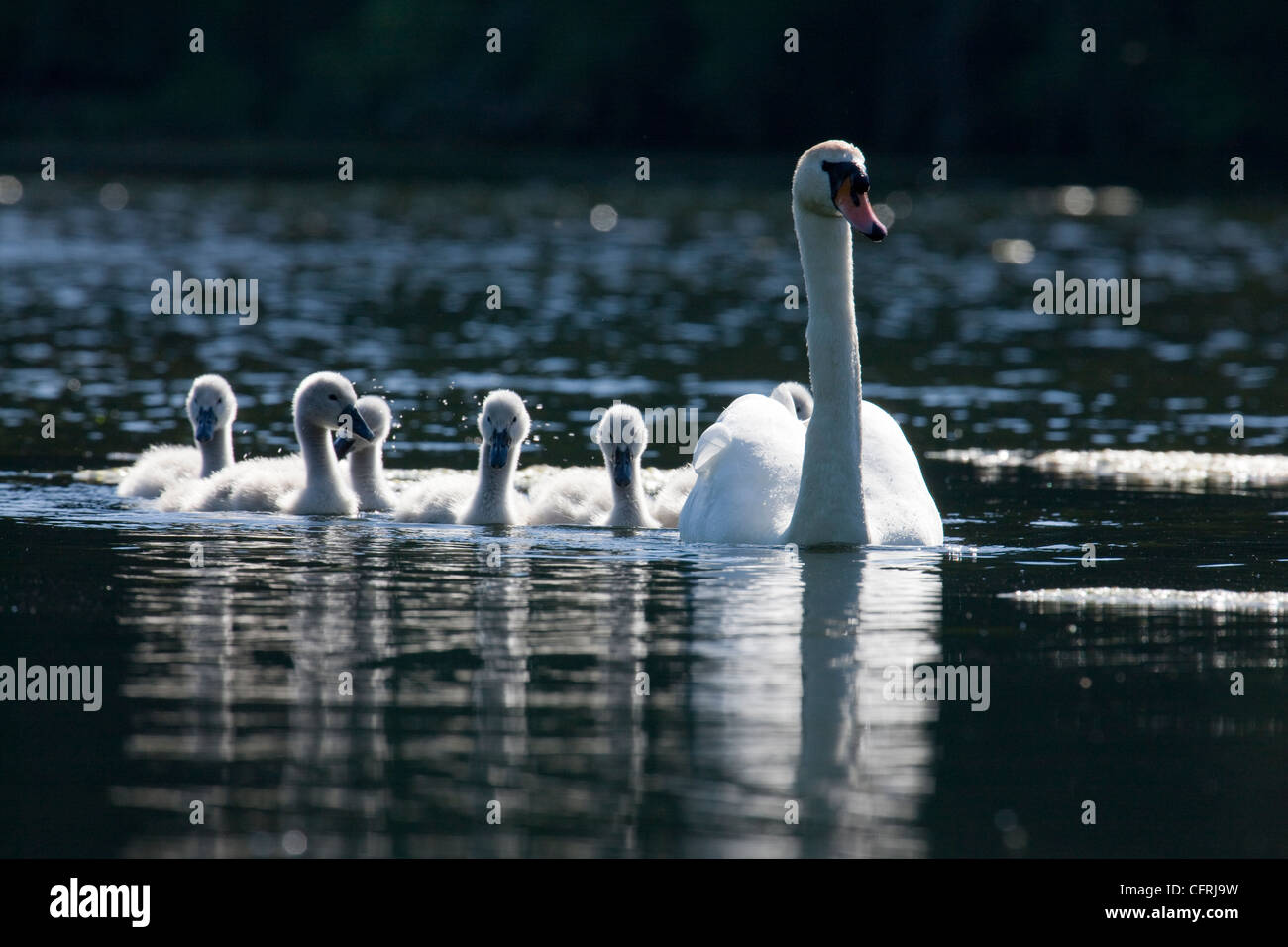 Swan e famiglia di nuoto cygnets su Bosherton stagni di fior di loto in Pembrokeshire, Galles Foto Stock