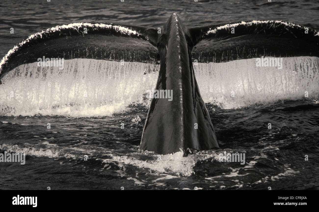 Il potente fluke di Humpback Whale segnali una full immersion in Frederick Suono Alaska sudorientale Foto Stock