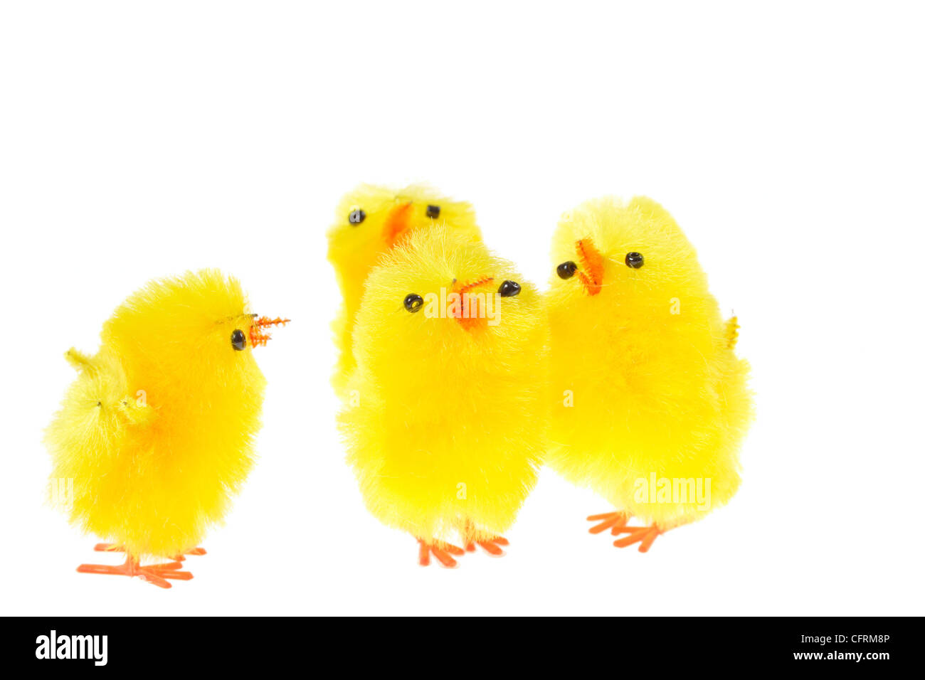 Giallo cicerchie, foto sullo sfondo bianco Foto Stock