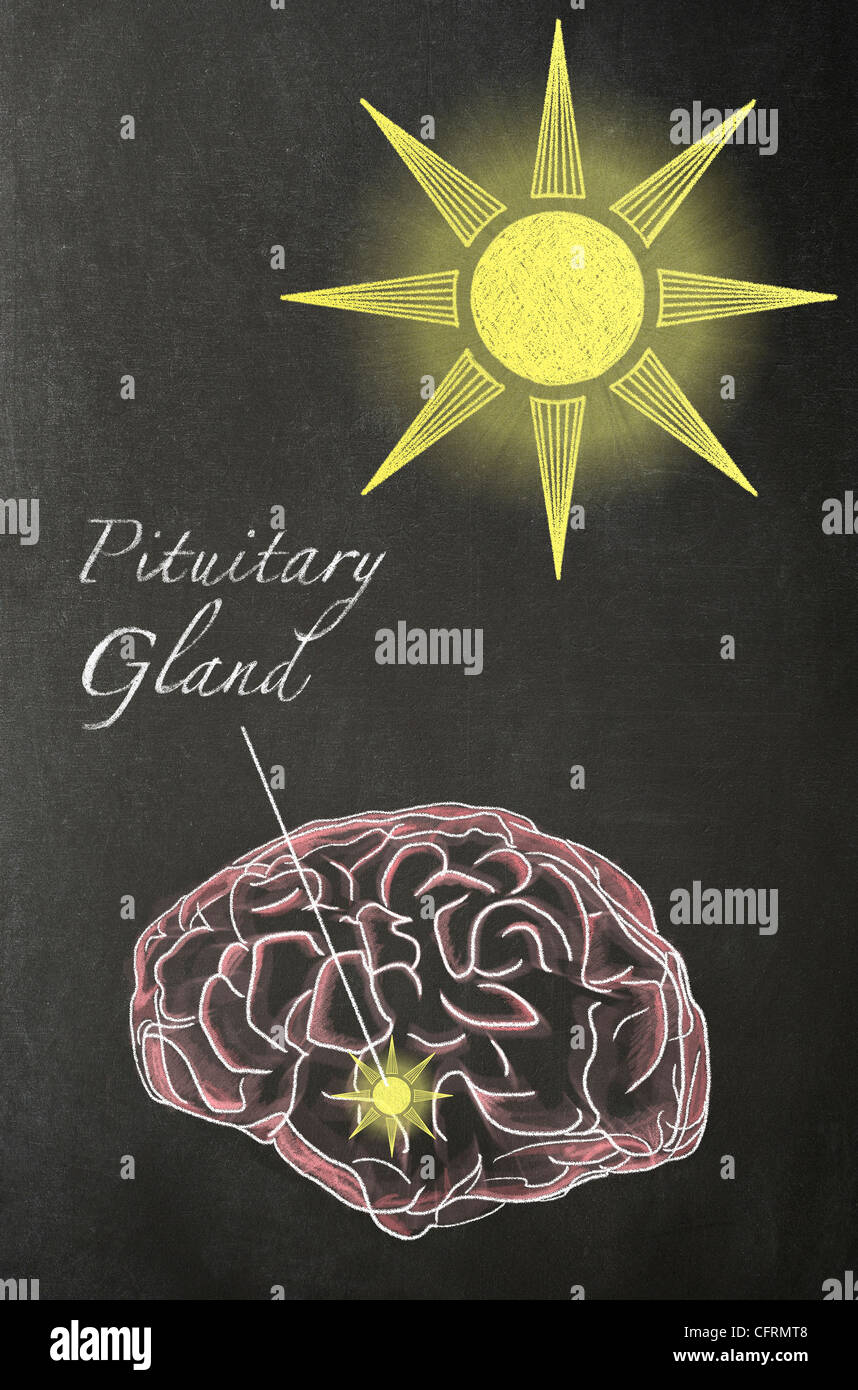 Illustrazione in gesso di un cervello umano con un sole al di sopra di essa e una freccia che punta verso la ghiandola pituitaria, su una lavagna Foto Stock