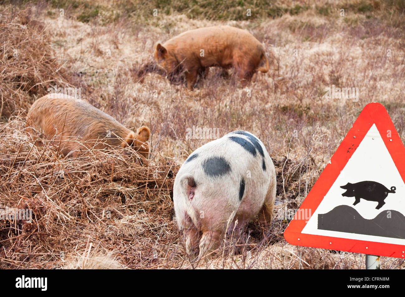 Free range suini dell'isola di Raasay, Scotland, Regno Unito. Foto Stock