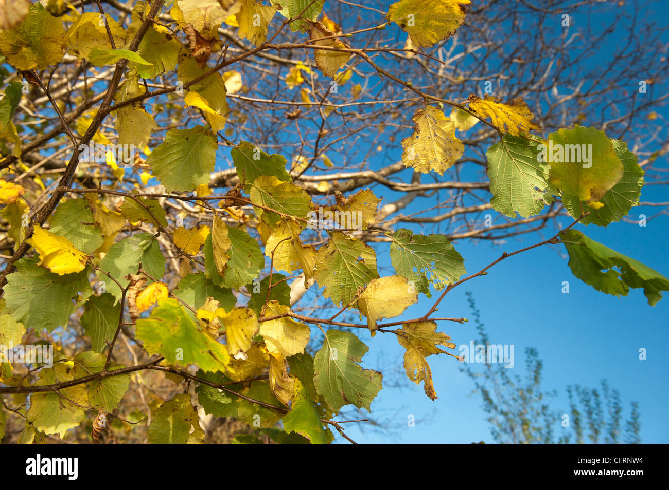 Hazel le foglie in autunno contro il cielo blu. Corylus avellana. Foto Stock