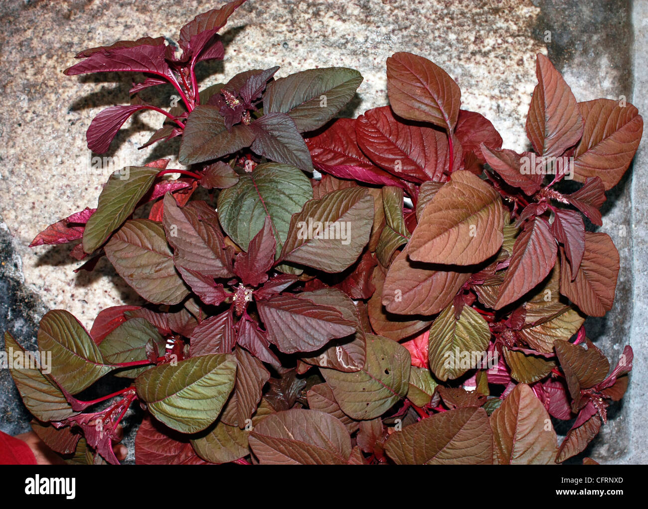 Un ortaggio , cinese o di spinaci spinaci rosso ( Amaranthus dubius ) Foto Stock