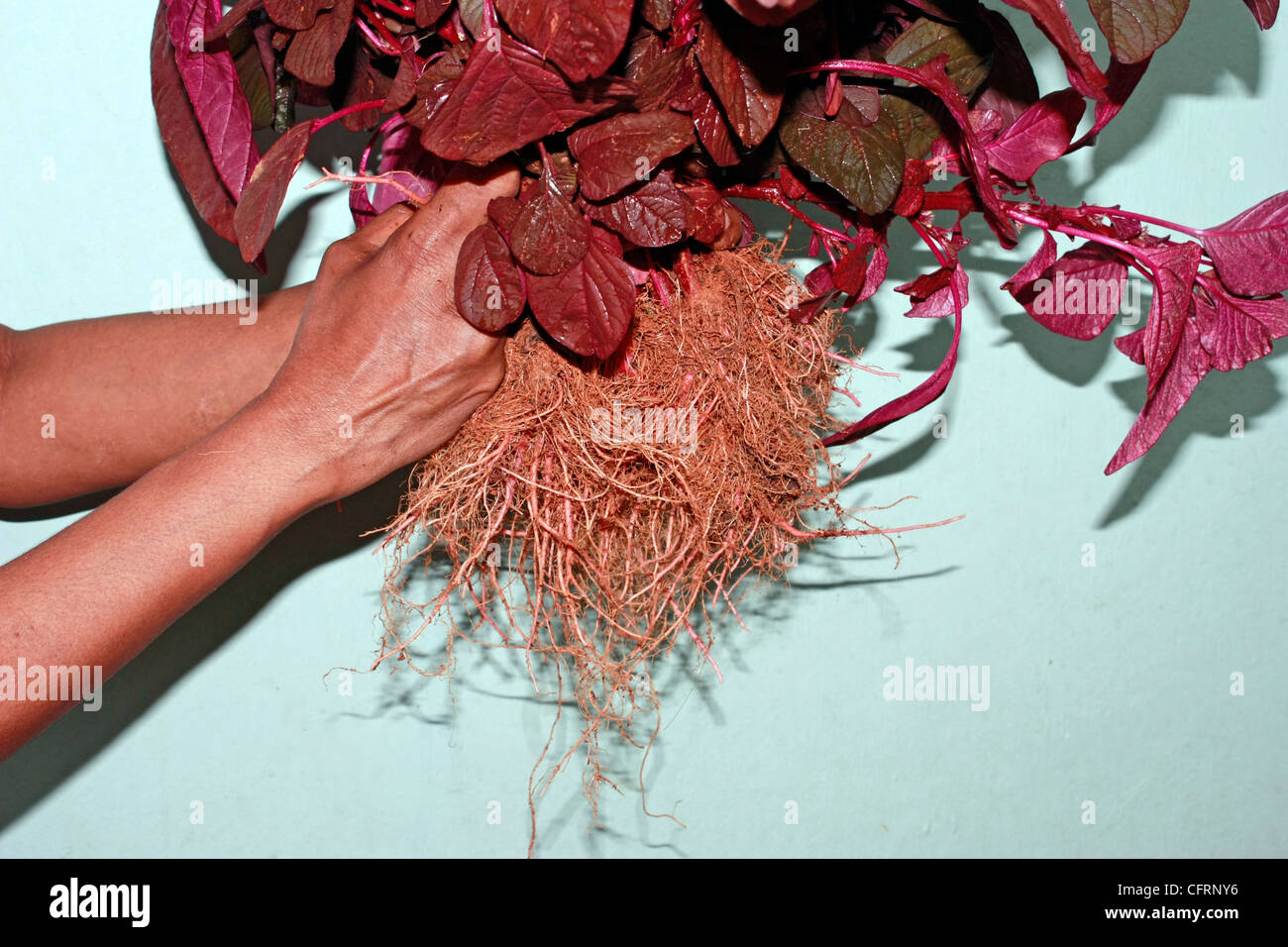 Un ortaggio , cinese o di spinaci spinaci rosso ( Amaranthus dubius ) Foto Stock