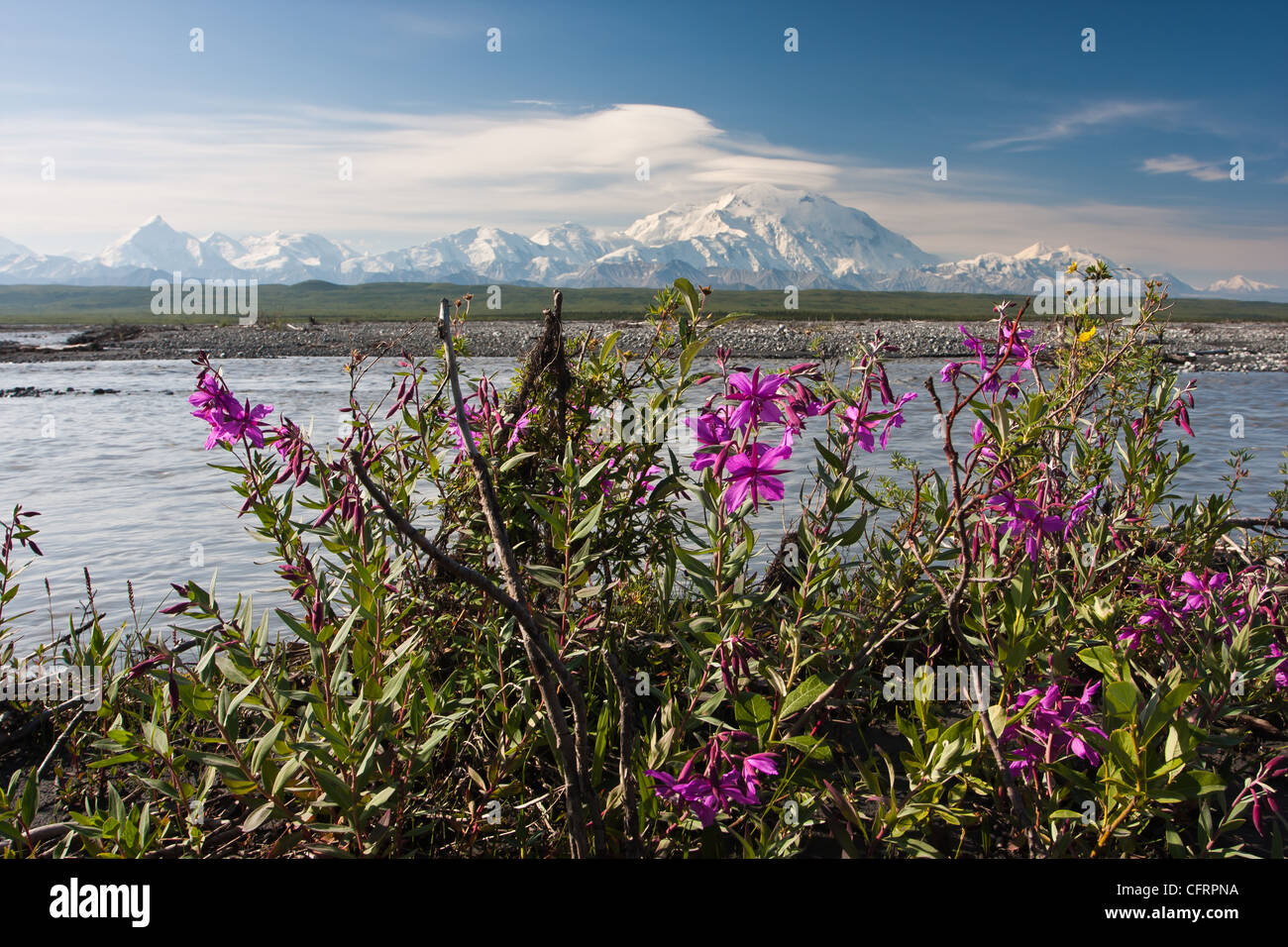 Dwarf Fireweed o fiume di bellezza, fiorisce lungo il fiume McKinley nel Parco Nazionale di Denali vicino Lago di meraviglia, Alaska. Foto Stock