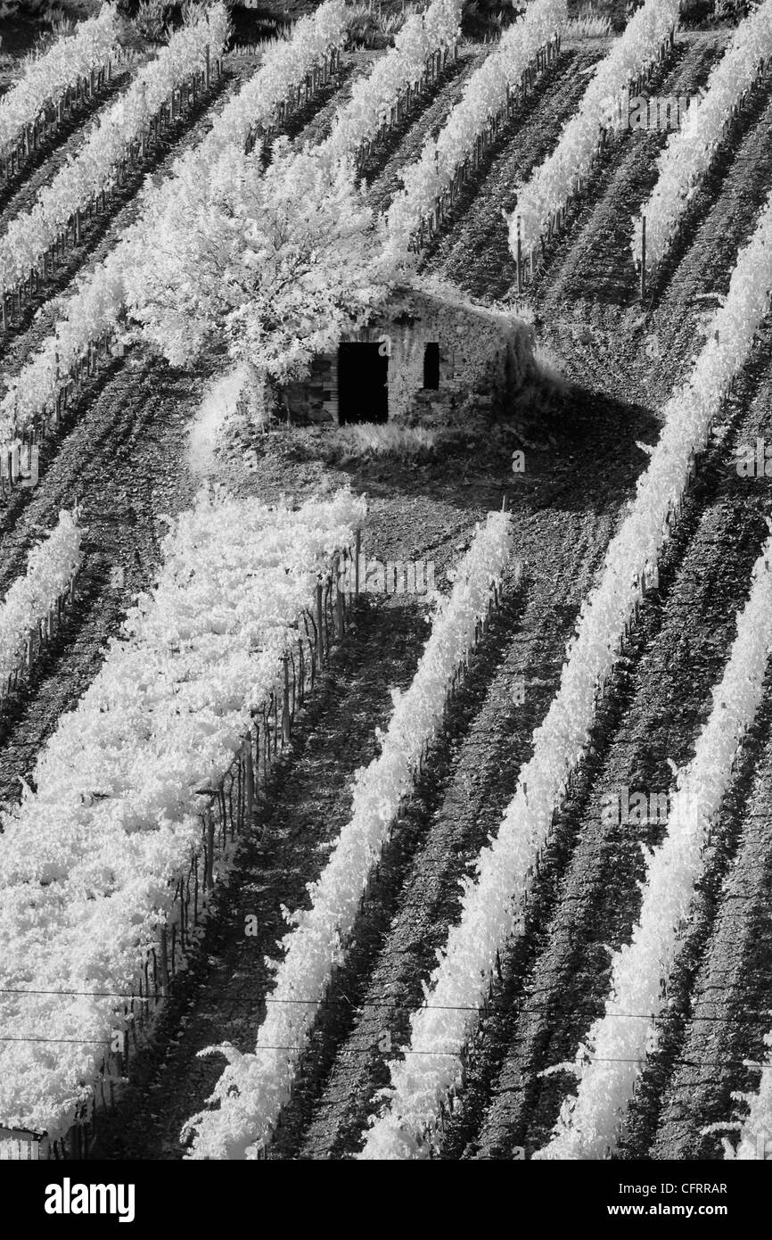 Infra Rosso Bianco & Nero vista di un piccolo fienile e Vigna collinare vicino a Montalcino, Italia, Toscana Foto Stock