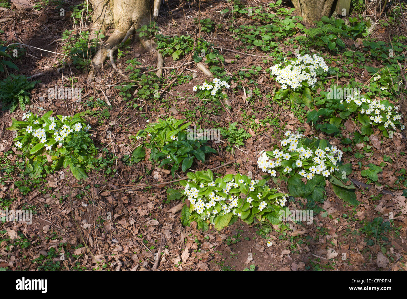 Primule crescente selvatici nel bosco in prossimità di Hay on Wye Powys Wales UK Foto Stock