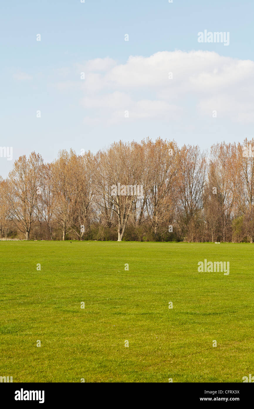 Una vista di fronte di un campo verso una linea di albero in background in una giornata di sole Foto Stock