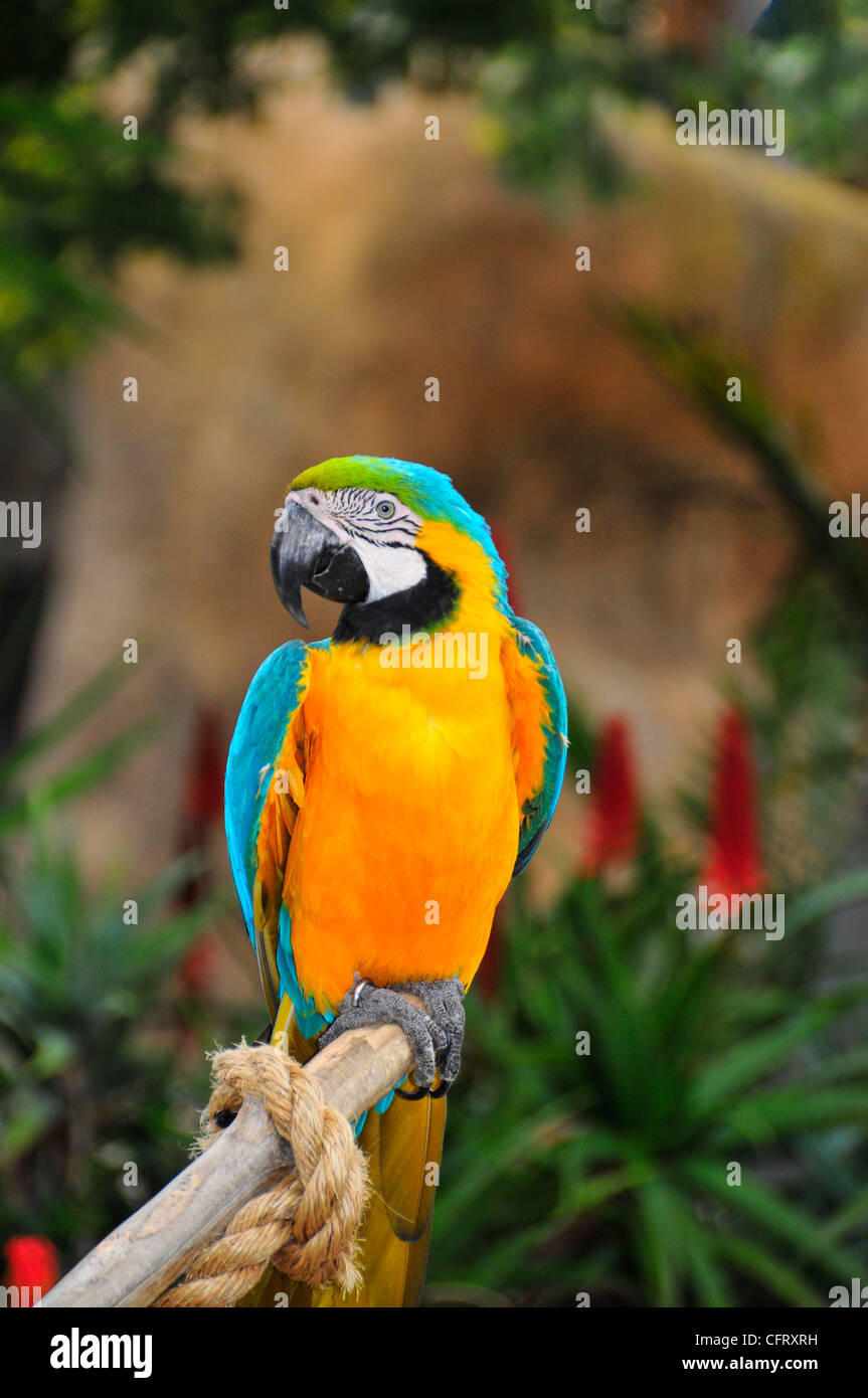 macaw blu dell'oro Foto Stock